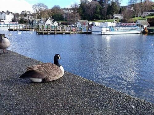 Holmlea Guest House Exclusively For Adults Windermere Exteriér fotografie